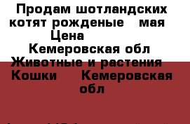 Продам шотландских котят,рожденые 3 мая › Цена ­ 2 000 - Кемеровская обл. Животные и растения » Кошки   . Кемеровская обл.